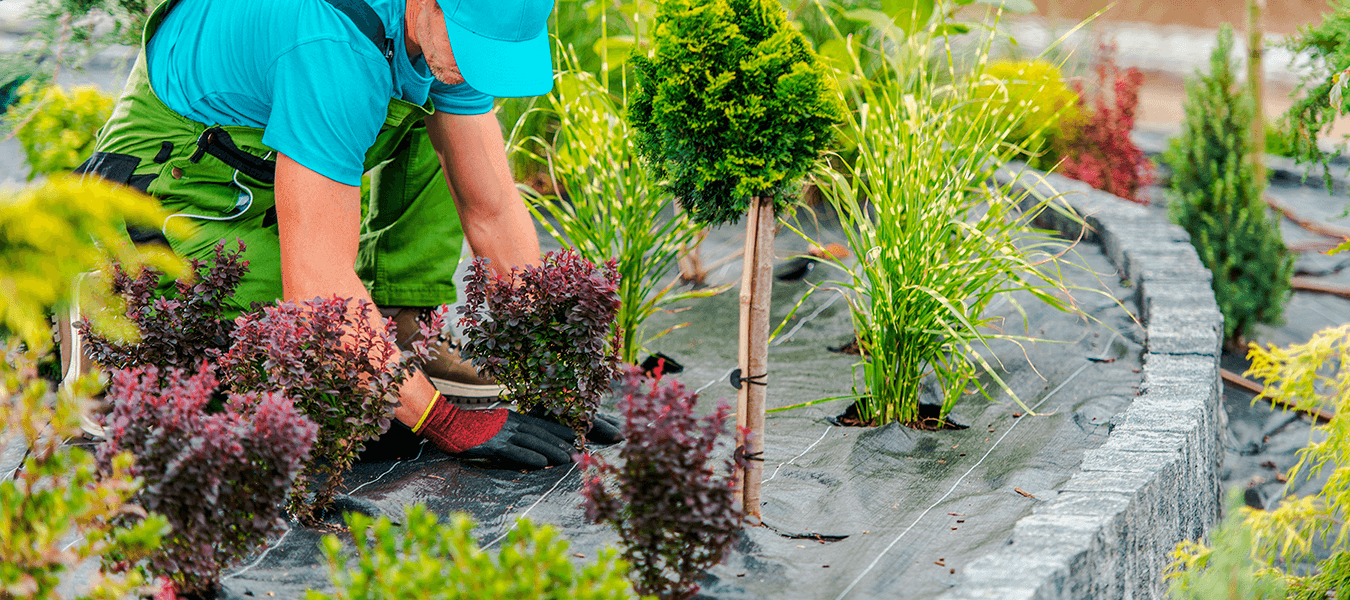 Planting