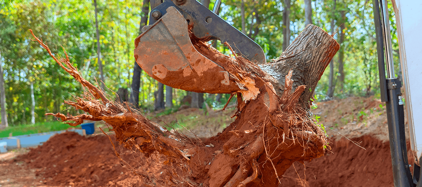 Stump Removal