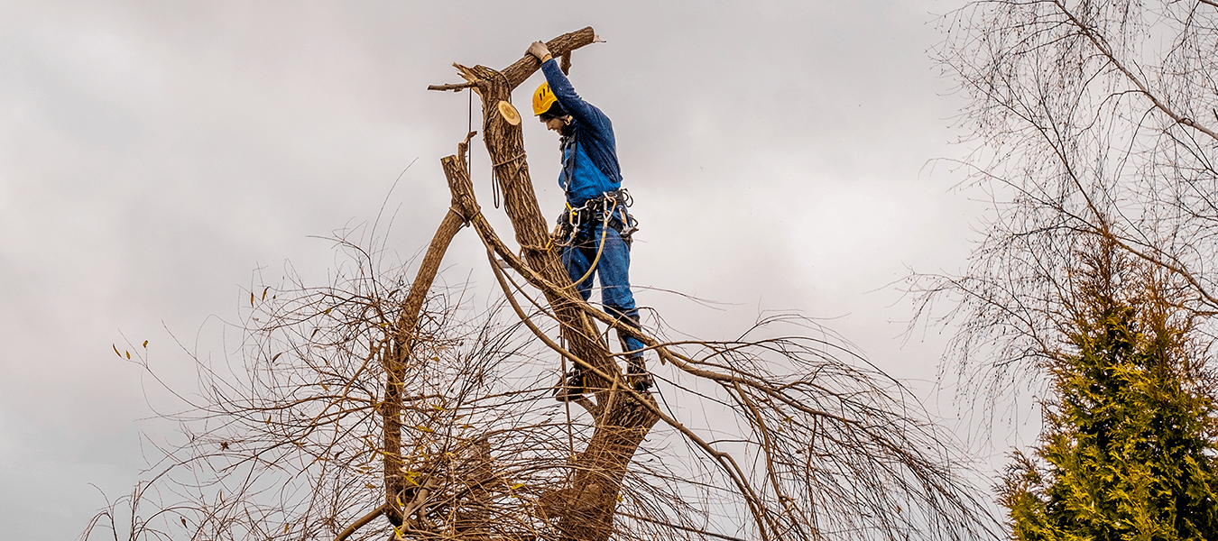 Tree Trimming